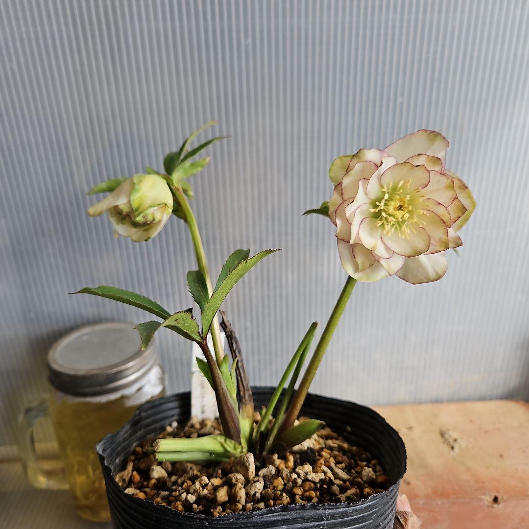 ㉖-389クリスマスローズ