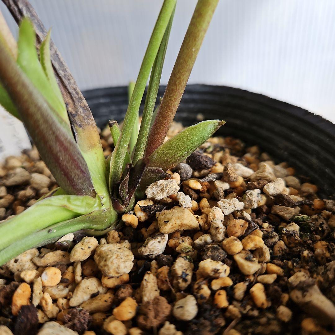 ㉖-389クリスマスローズ