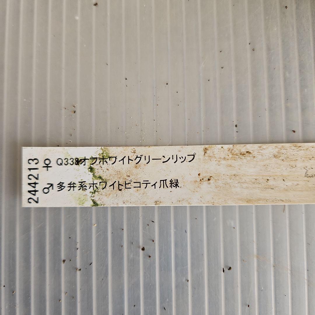 ㉖-389クリスマスローズ