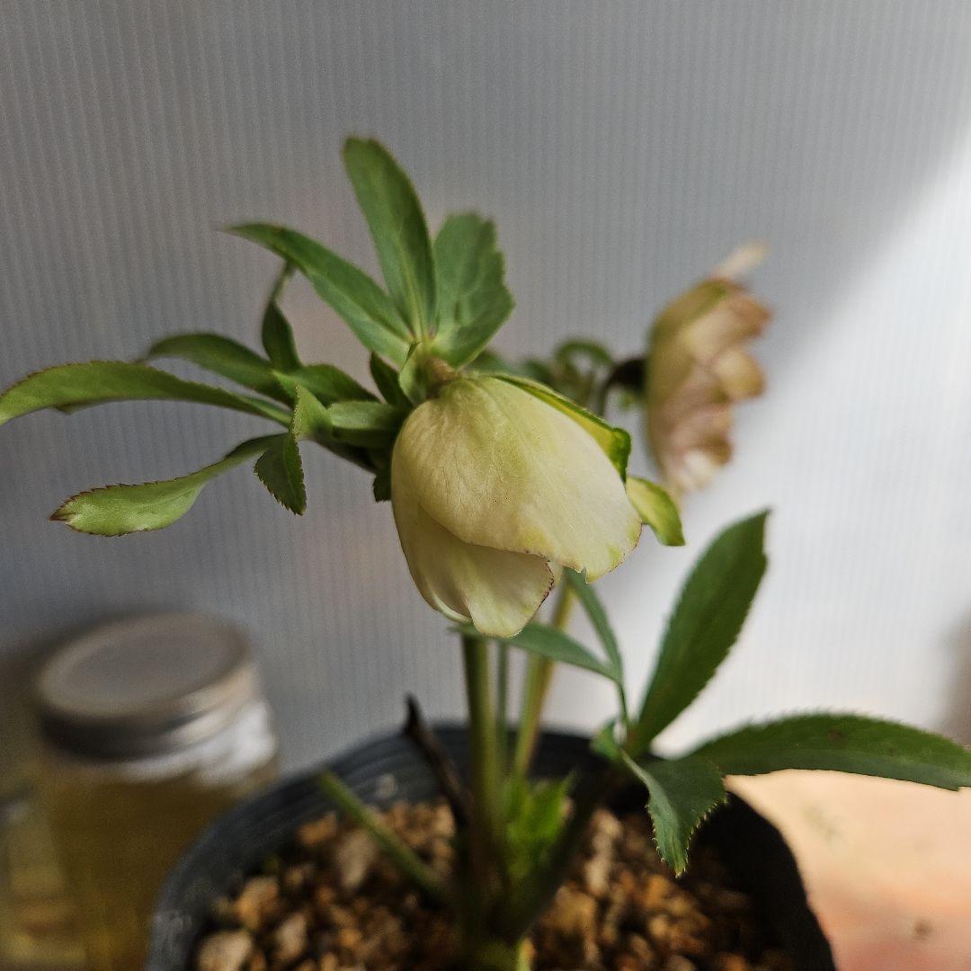 ㉖-389クリスマスローズ