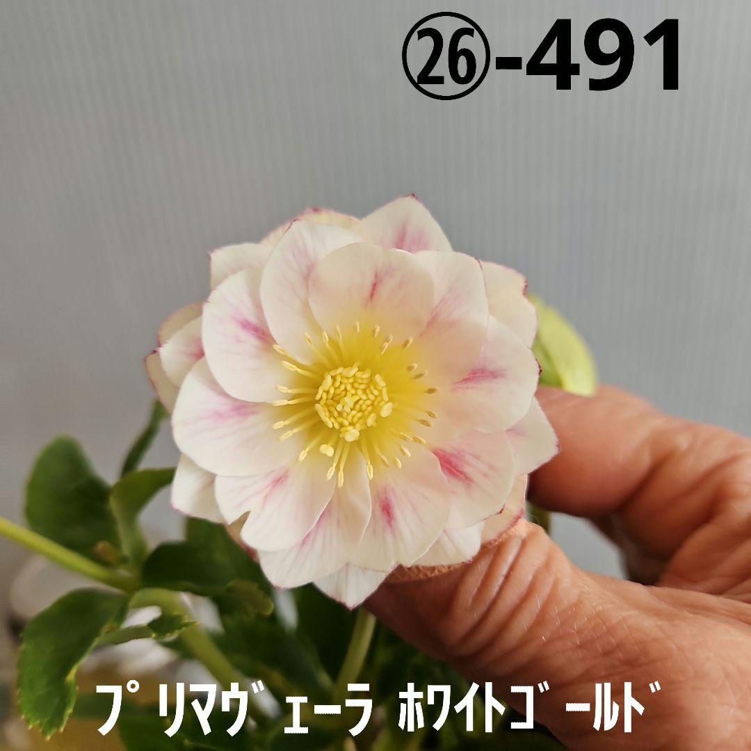 ㉖-491クリスマスローズ