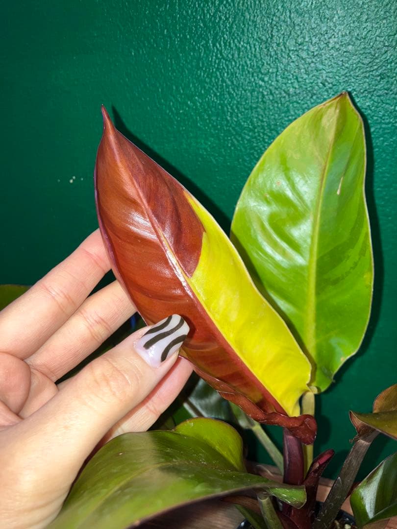 Philodendron 'Imperial Yellow Flame'3.5号