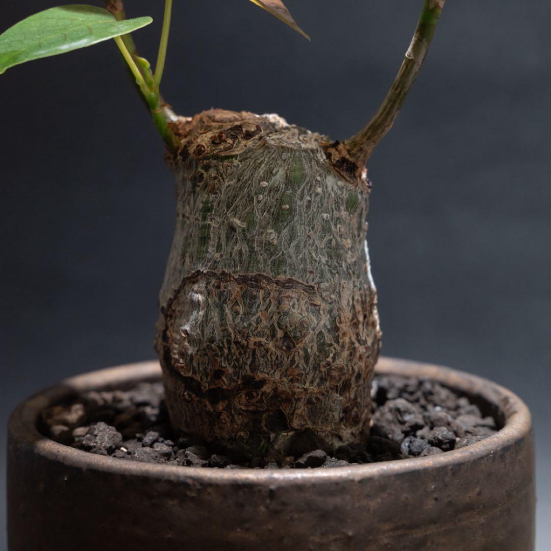 プセウドボンバックスエリプティクム