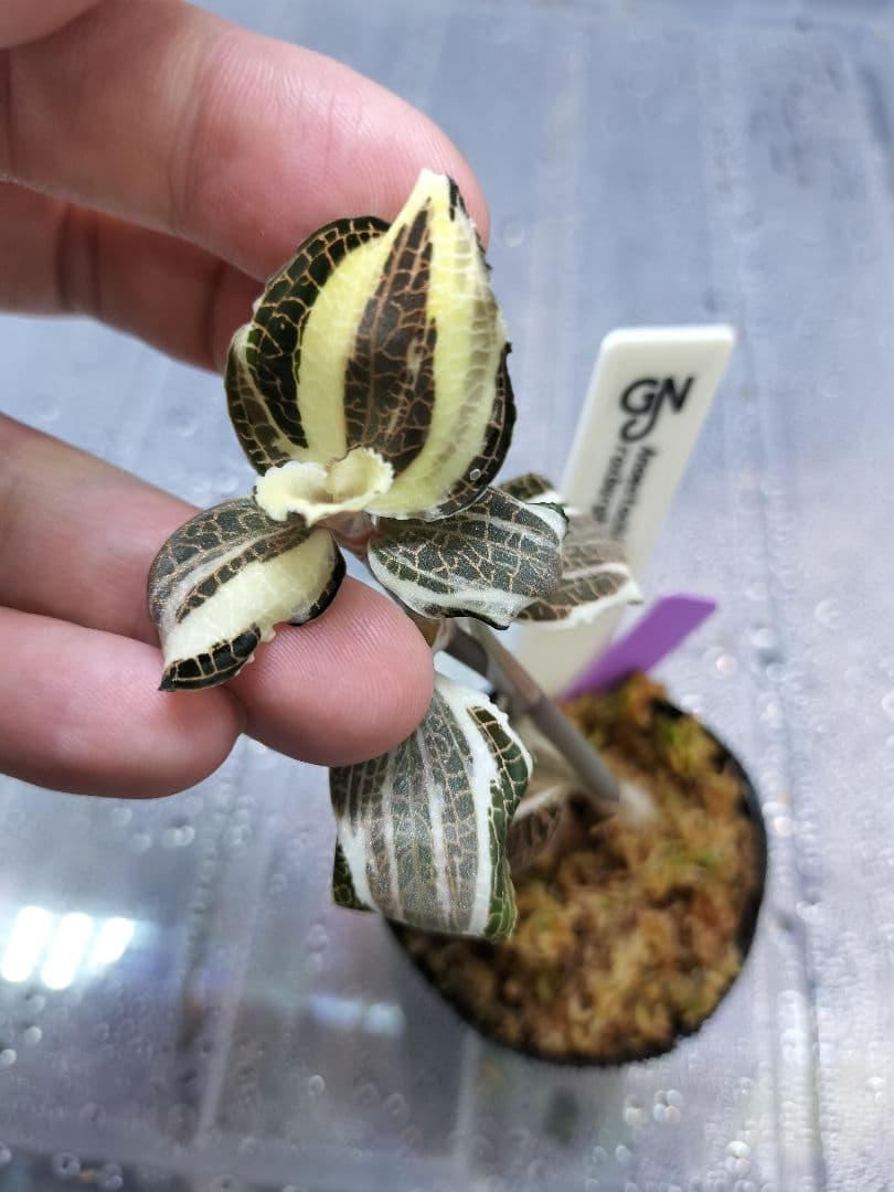 Anoectochilus sp. 斑入りジュエルオーキッド 宝石蘭