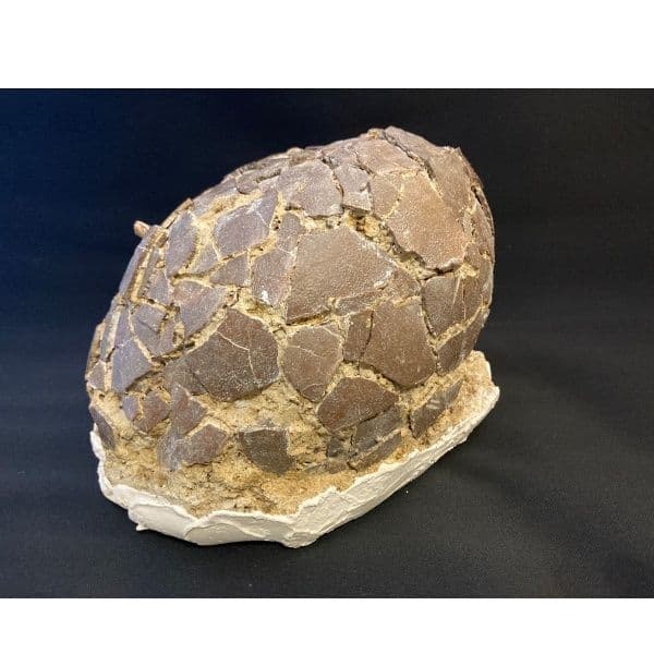 希少 恐竜 卵 化石 本物 フランス産 200mm プレゼント ギフト eb1