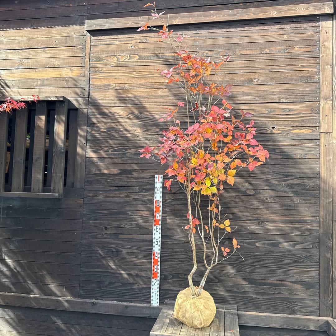 ダイセンミツバツツジ/大株立ち【現品発送】管理70750