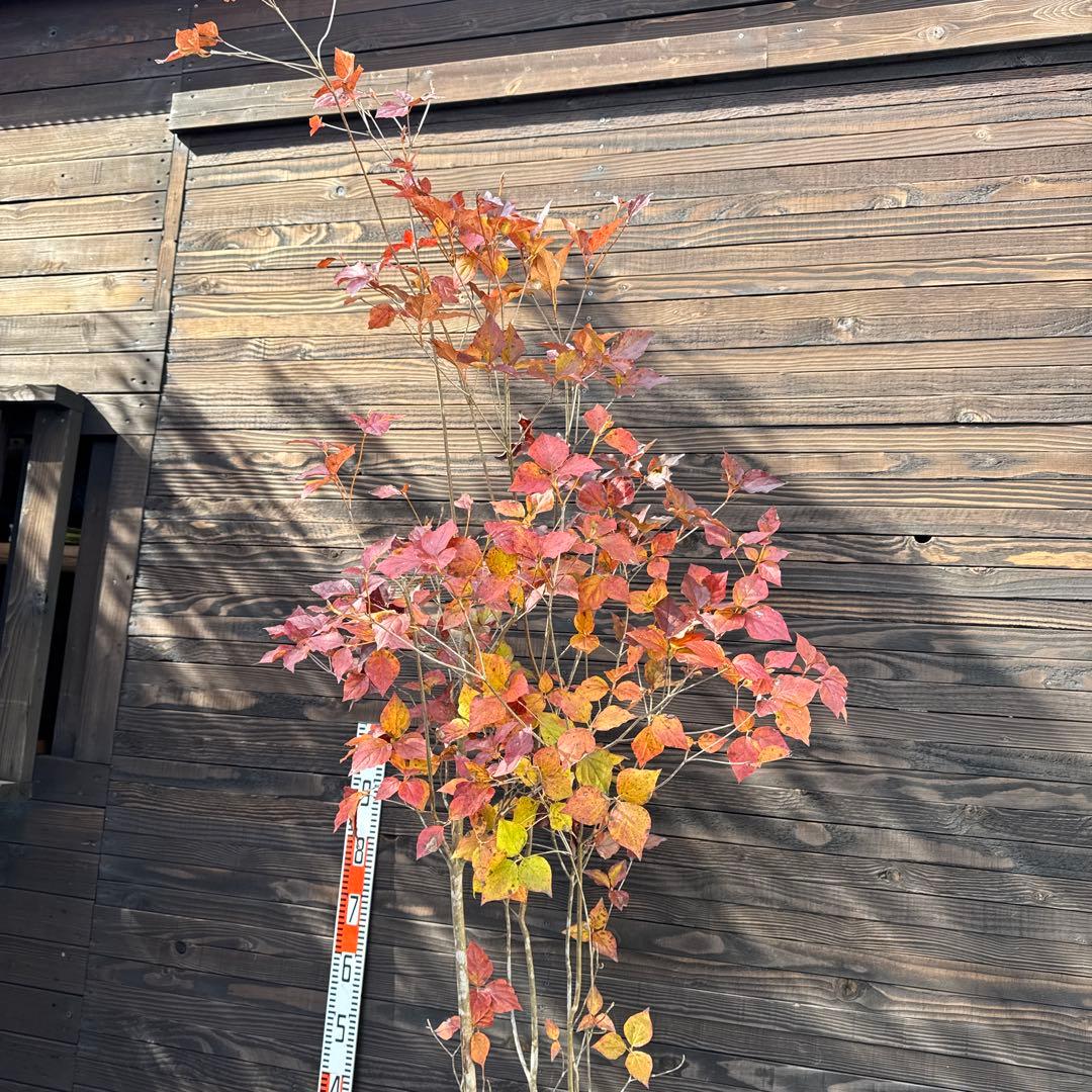 ダイセンミツバツツジ/大株立ち【現品発送】管理70750