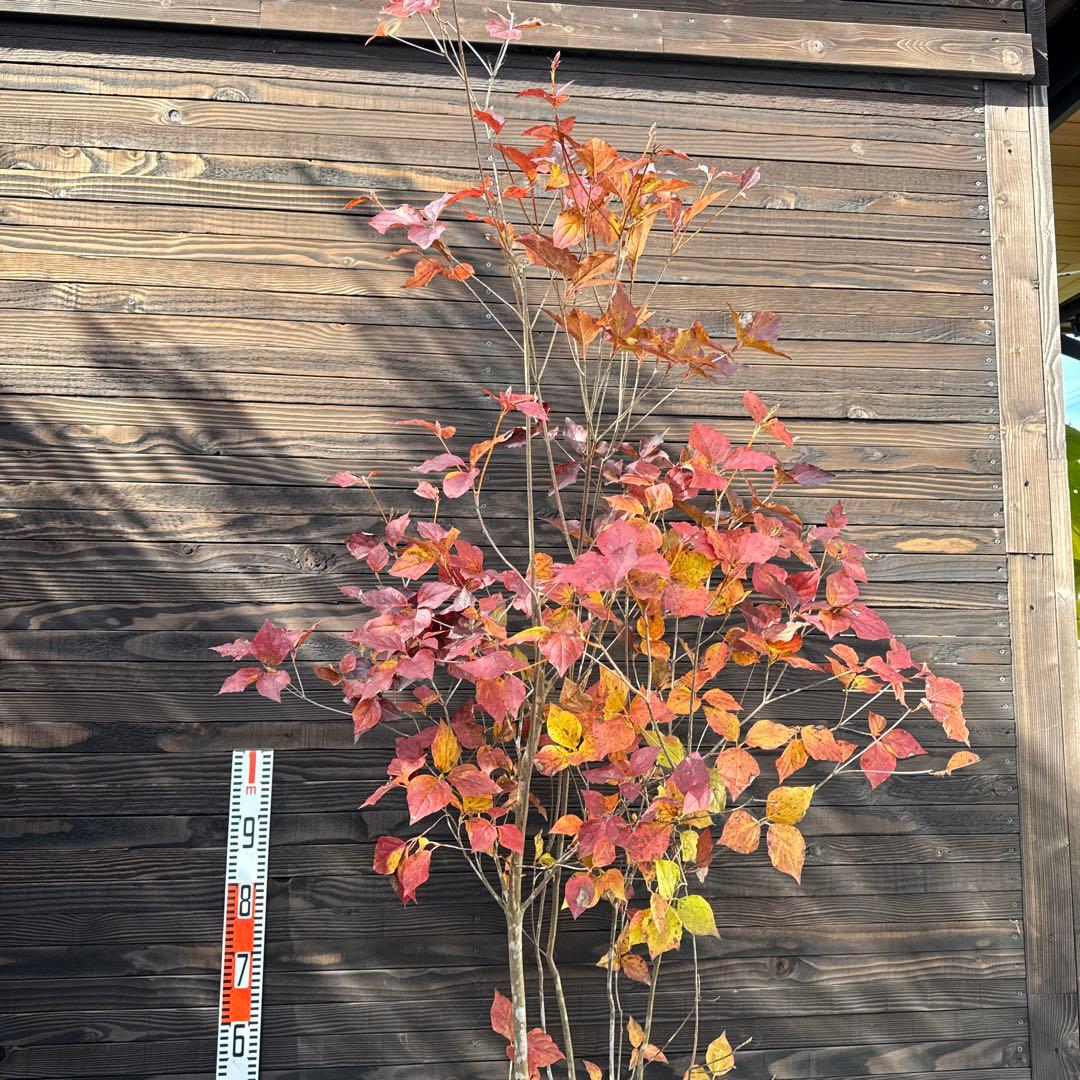 ダイセンミツバツツジ/大株立ち【現品発送】管理70750