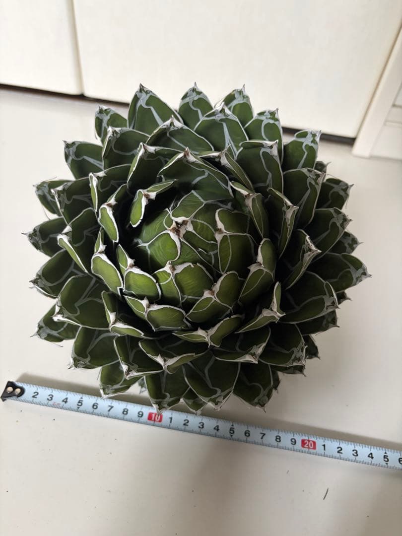 耐寒性アガベ ダルマ笹の雪　濃白大株◇ボール多肉サボテン　ドライガーデン　ユッカ