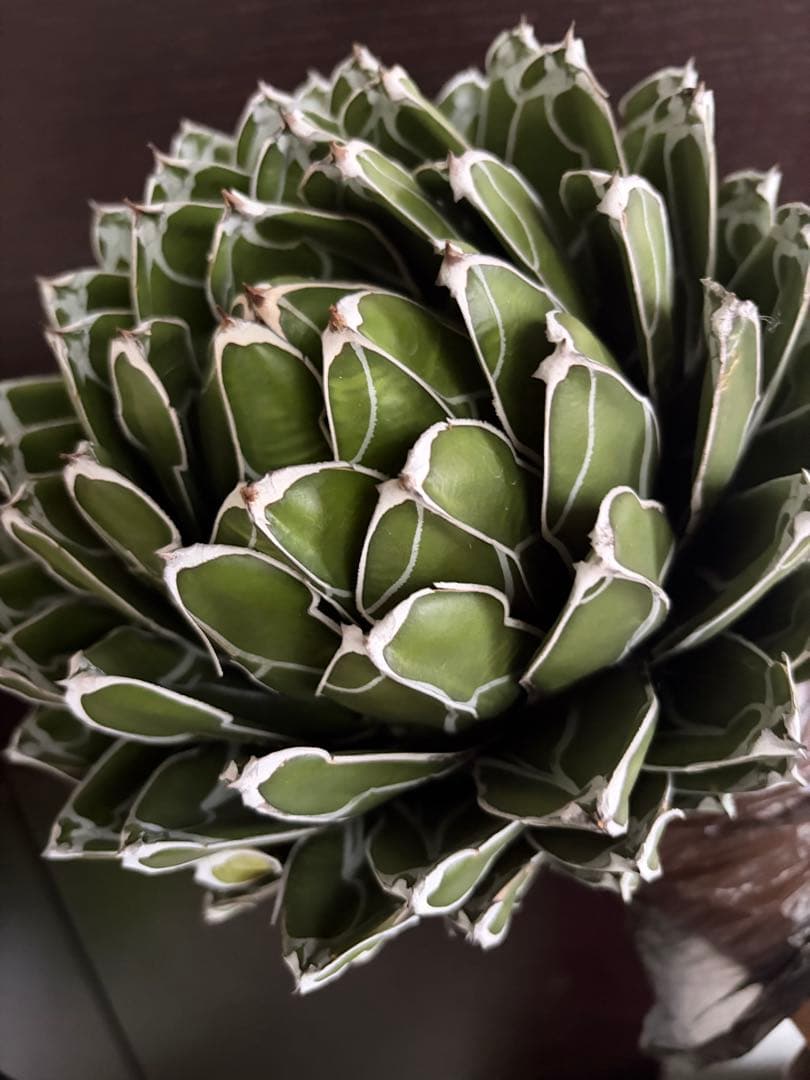 耐寒性アガベ ダルマ笹の雪　濃白大株◇ボール多肉サボテン　ドライガーデン　ユッカ