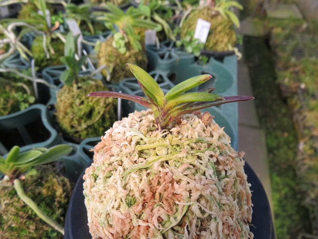 富貴蘭（金牡丹縞）
