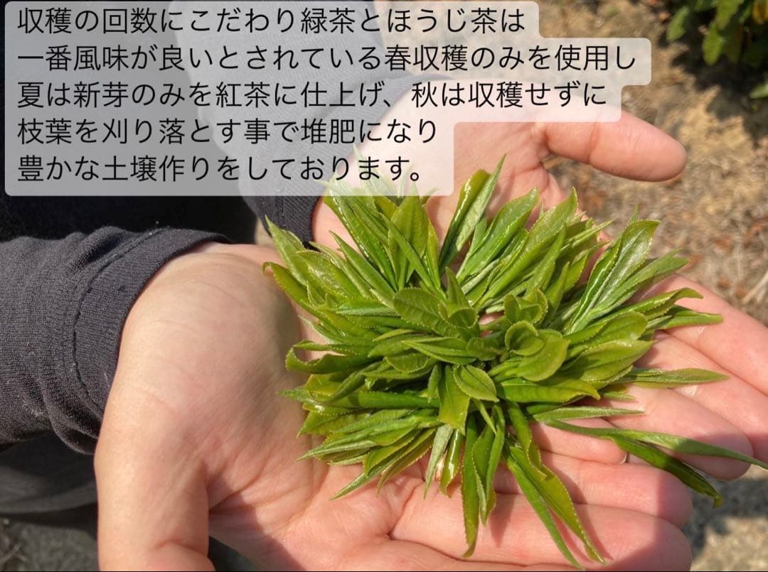 ＊専用＊日本の紅茶！柔らかい風味と甘み♪和紅茶ティーバッグLサイズ3g×70個