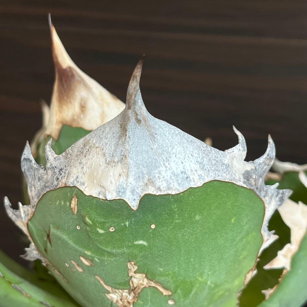 アガベ オアハカ 現地株 子株