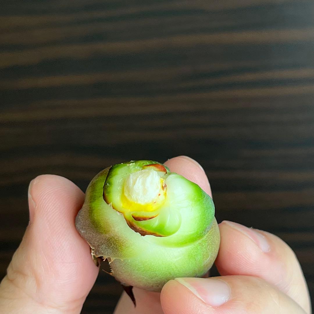 アガベ オアハカ 現地株 子株