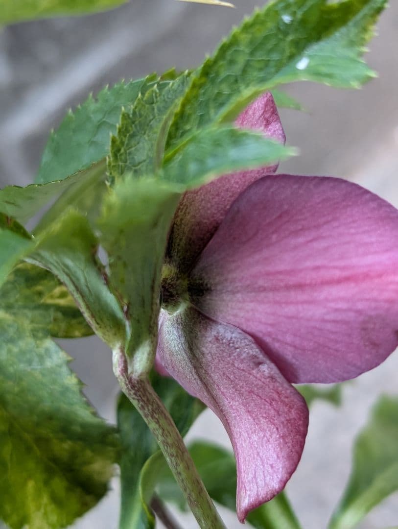 クリスマスローズ　斑入り　シングルパープル　No.266