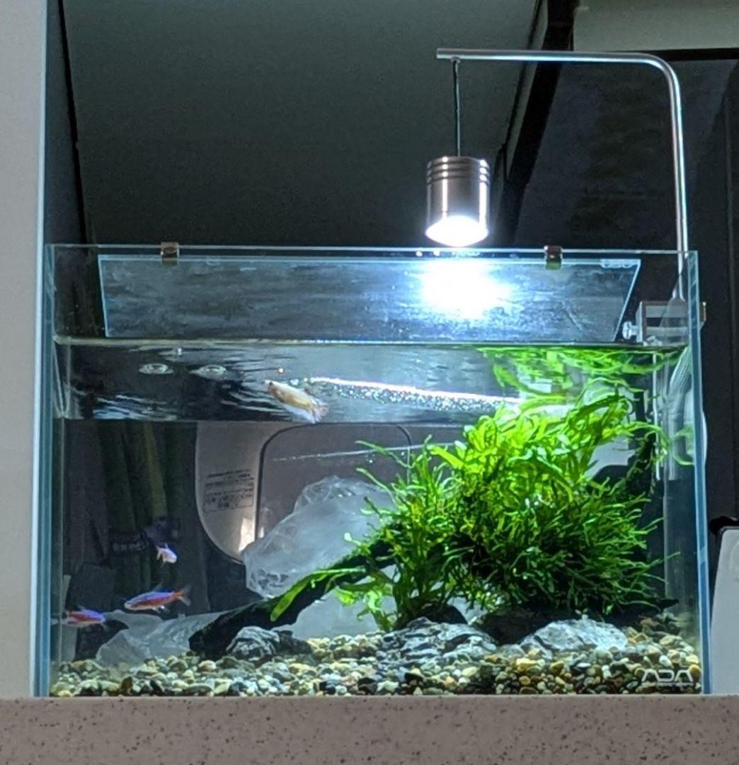 ADA レイアウト水槽セット　キューブガーデン36センチ水槽　ミクロソリウム