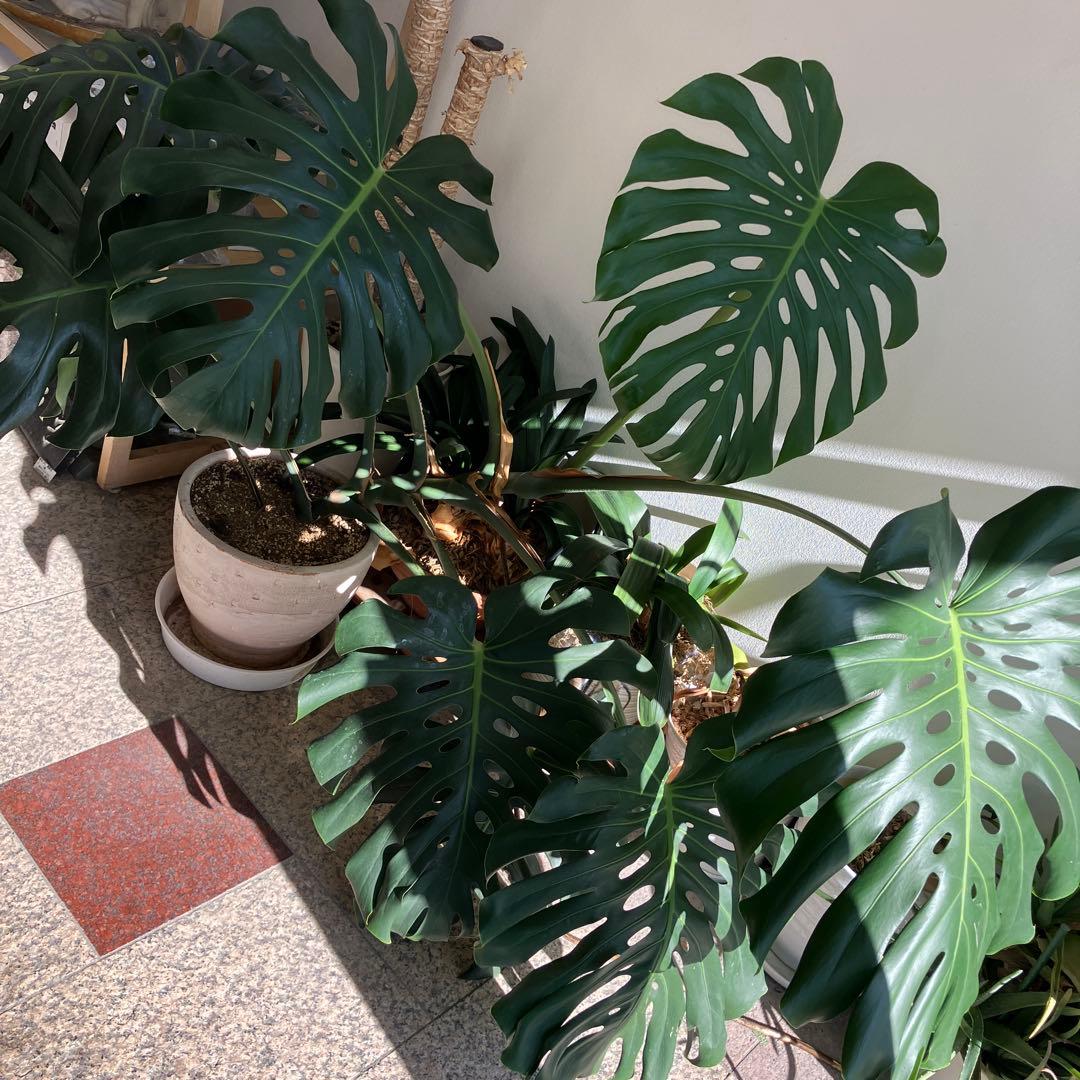 R★新潟市北区引き取り　③モンステラ　特大　高さ117 横幅160