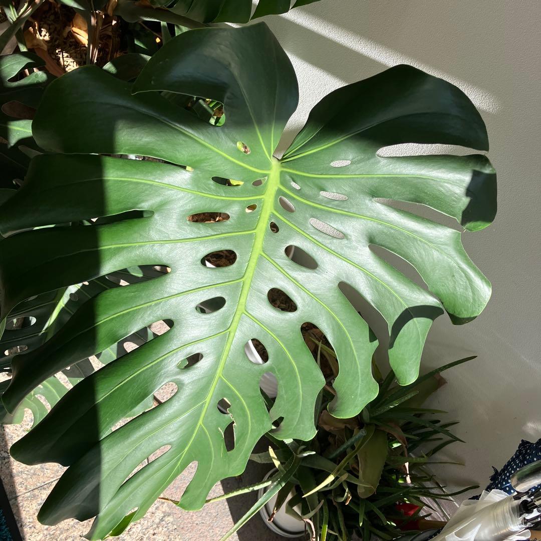 R★新潟市北区引き取り　③モンステラ　特大　高さ117 横幅160