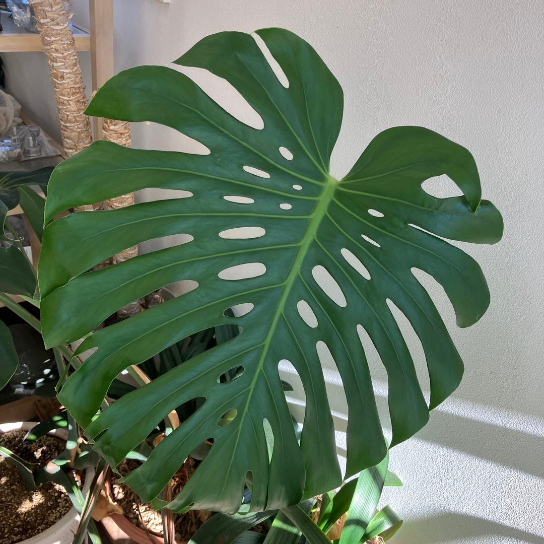 R★新潟市北区引き取り　③モンステラ　特大　高さ117 横幅160