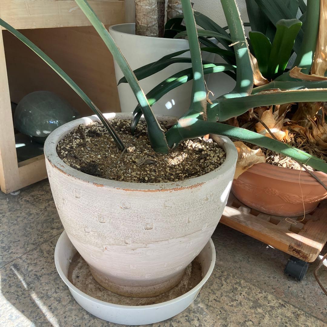 R★新潟市北区引き取り　③モンステラ　特大　高さ117 横幅160