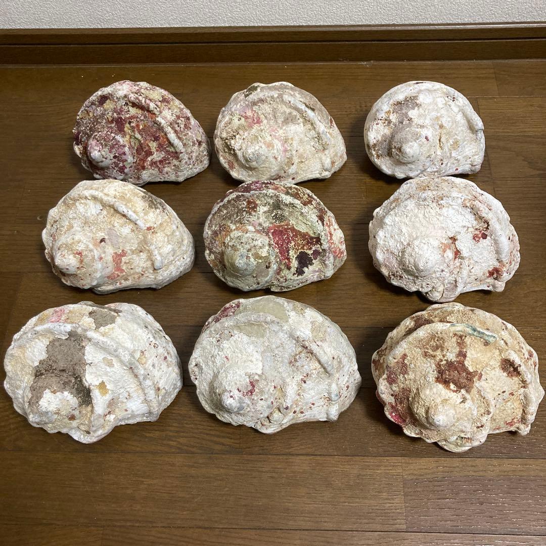 【沖縄産】夜光貝の殻　まとめ売り　9個　約9754g