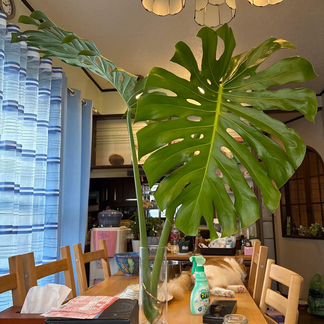 [値段下げ］モンステラマクロコソムカット苗 葉長70cm 水耕管理中