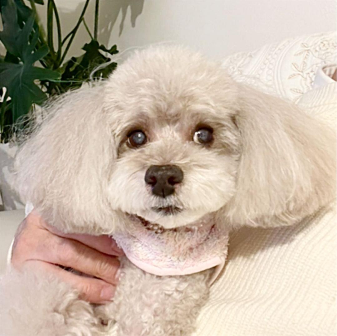 ペット用ビーズネックレス極小！　MGH-015