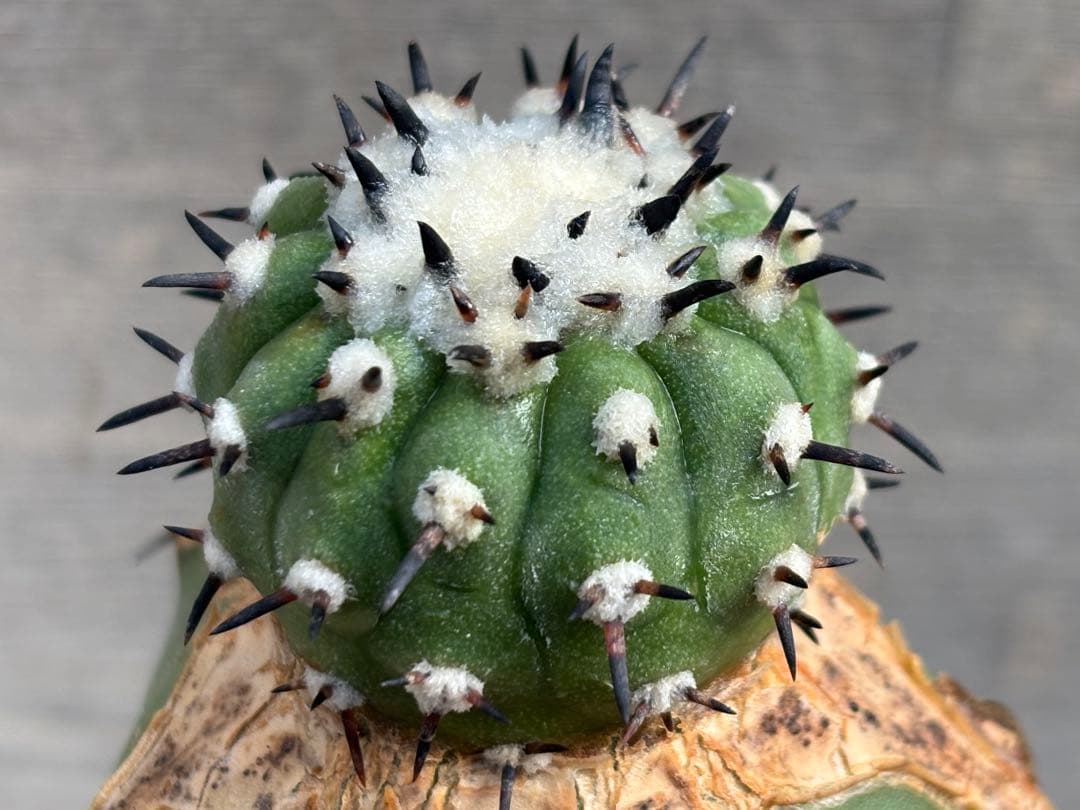 コピアポア　佐野短刺黒王丸　モンストローサ　シネレア