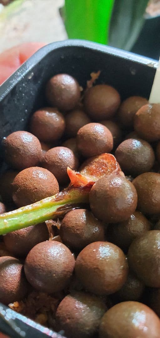 好評ぐんぐん玉「特別枠」1㎏業務用増量タイプ通常15,000円→10,000円