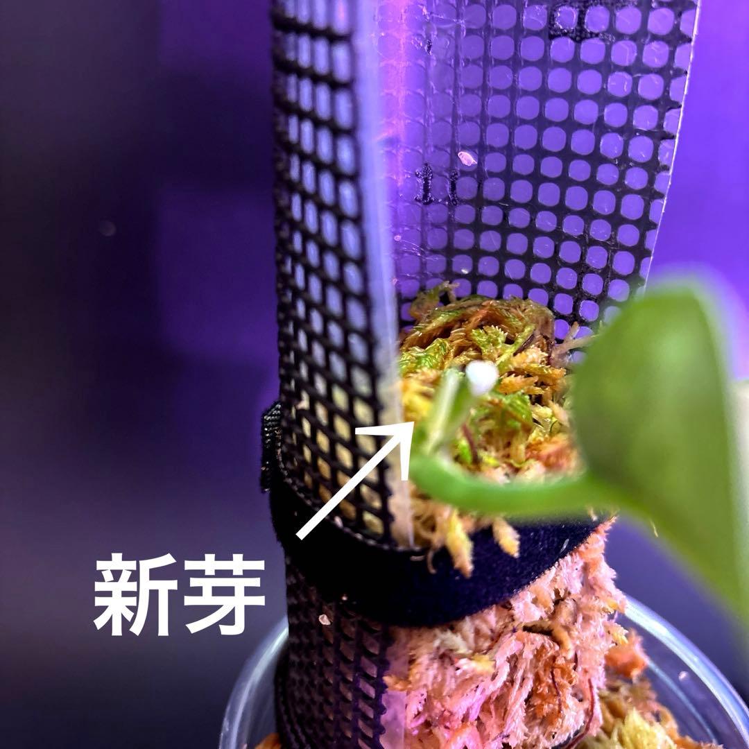 スキンダプサス　アポラキ　マハリカ セット　1