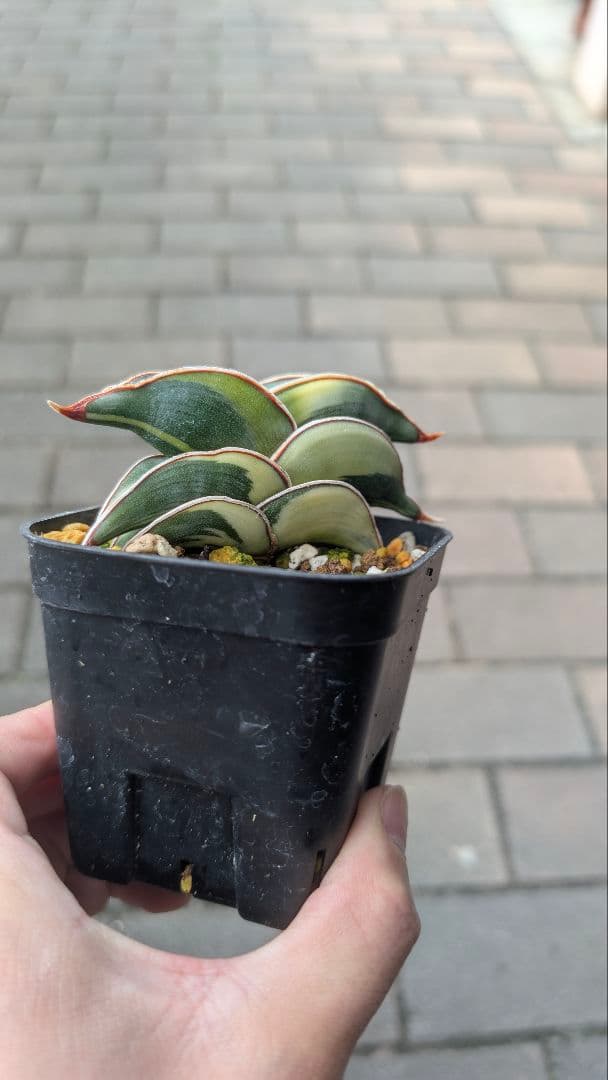 サンセベリア ロリダ ホワイトバエリゲイテット