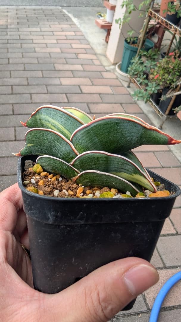 サンセベリア ロリダ ホワイトバエリゲイテット