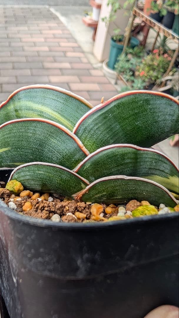 サンセベリア ロリダ ホワイトバエリゲイテット