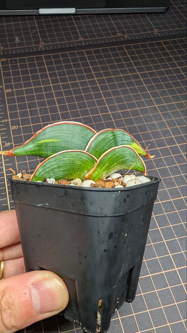 サンセベリア ロリダ ホワイトバエリゲイテット