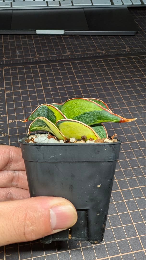 サンセベリア ロリダ ホワイトバエリゲイテット