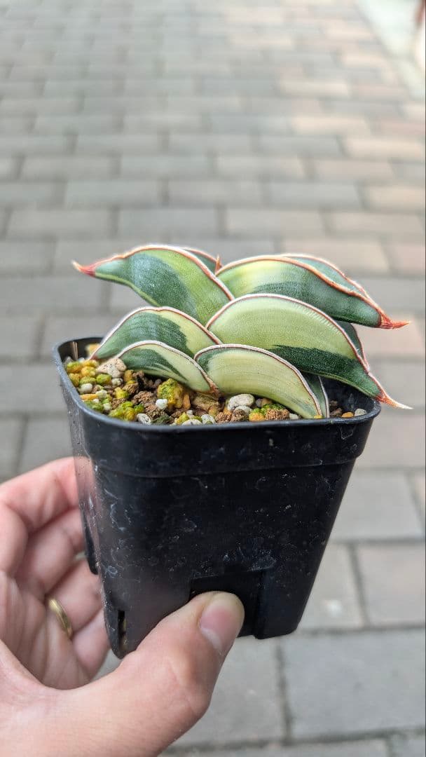 サンセベリア ロリダ ホワイトバエリゲイテット