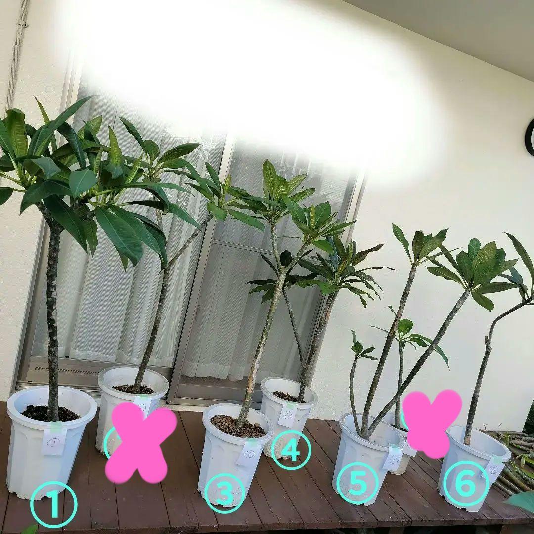 プルメリア実生苗(接木用)