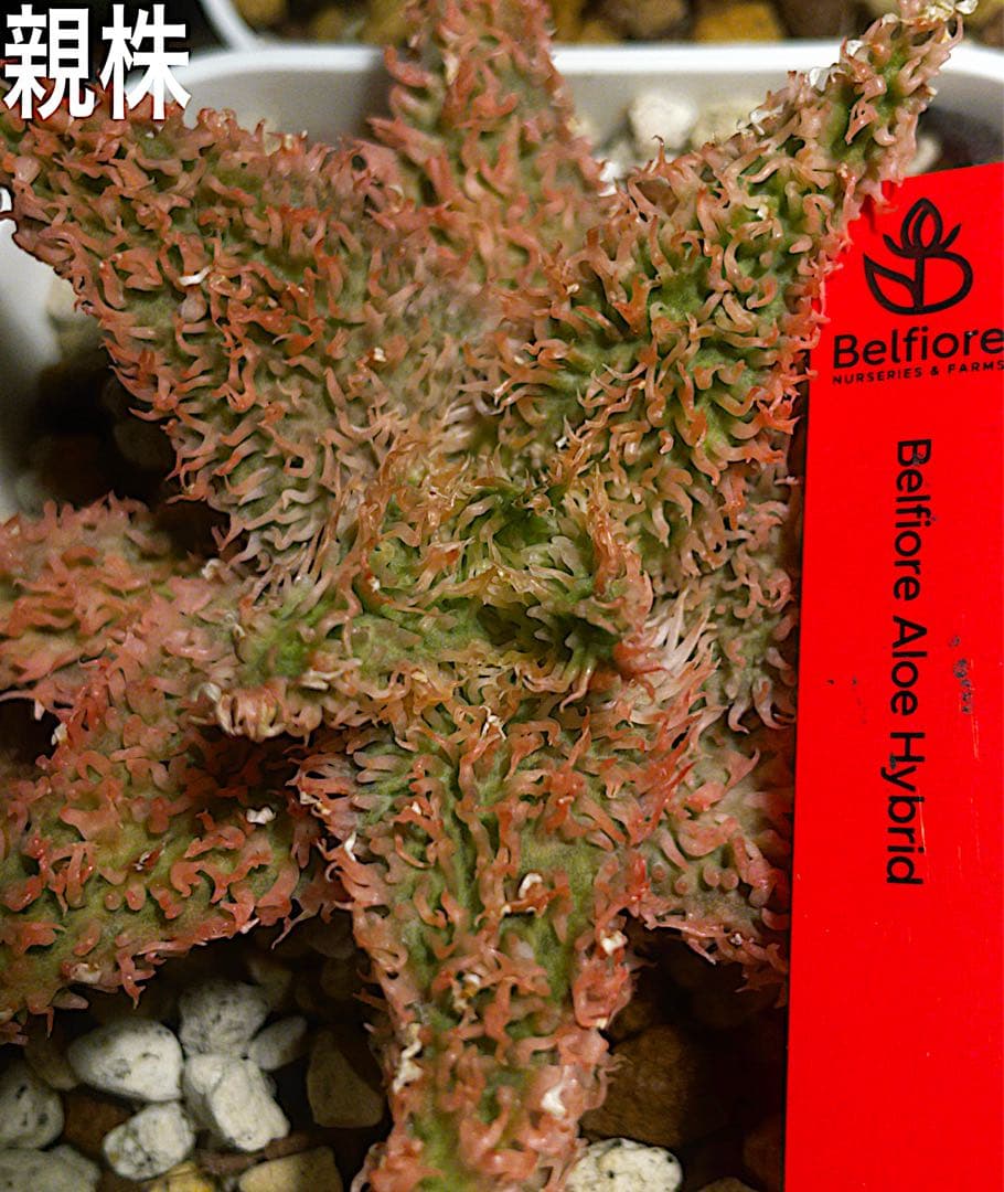 極上　belfiore succulent赤タグ　アロエハイブリッド子株　速達