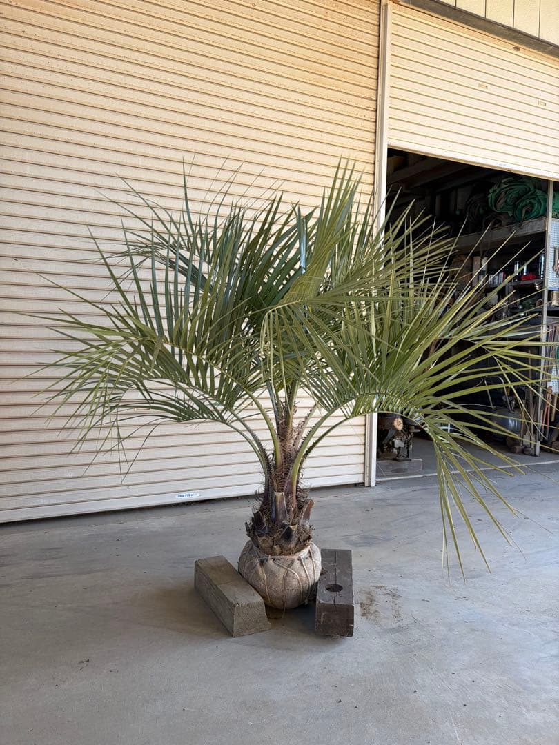 ココスヤシ　根鉢上から130cm