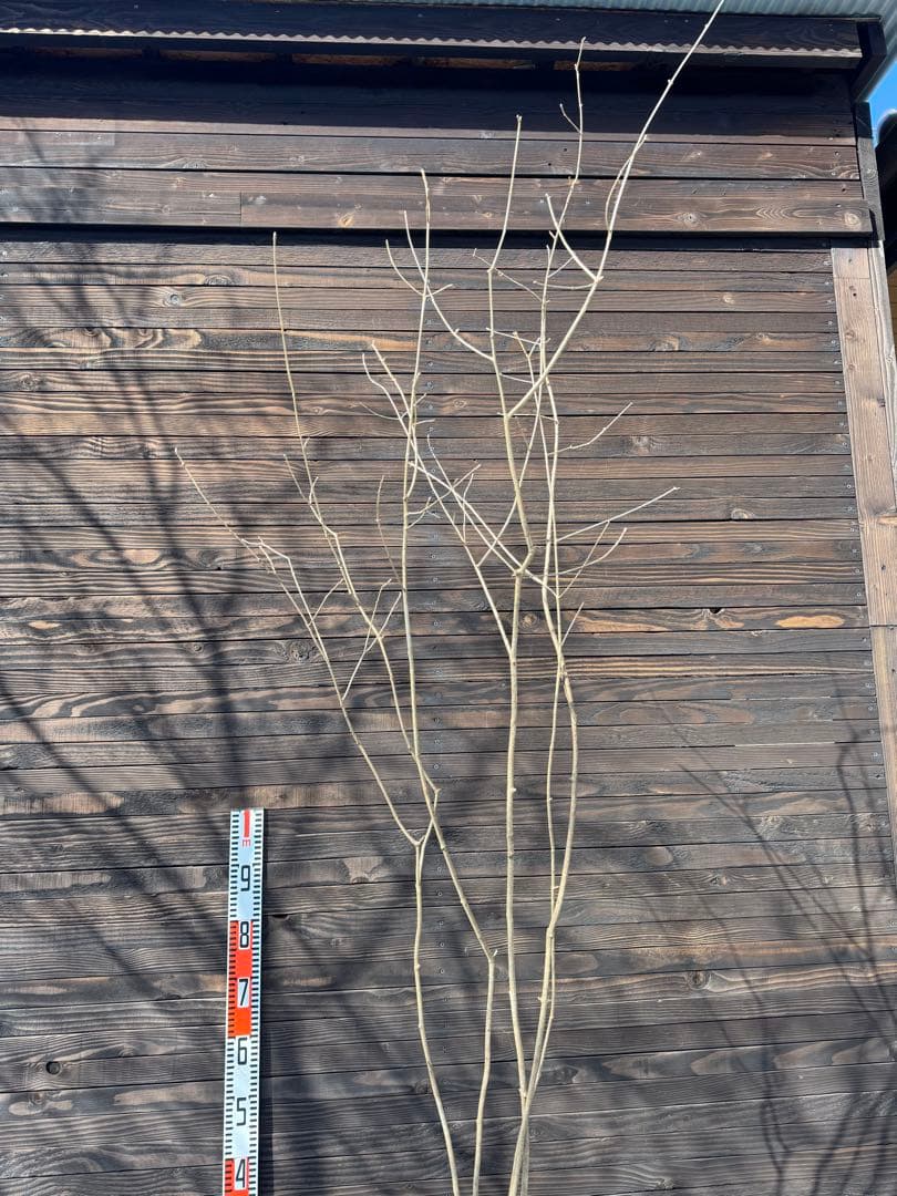 アオダモ/自生山採り【現品発送】管理80034