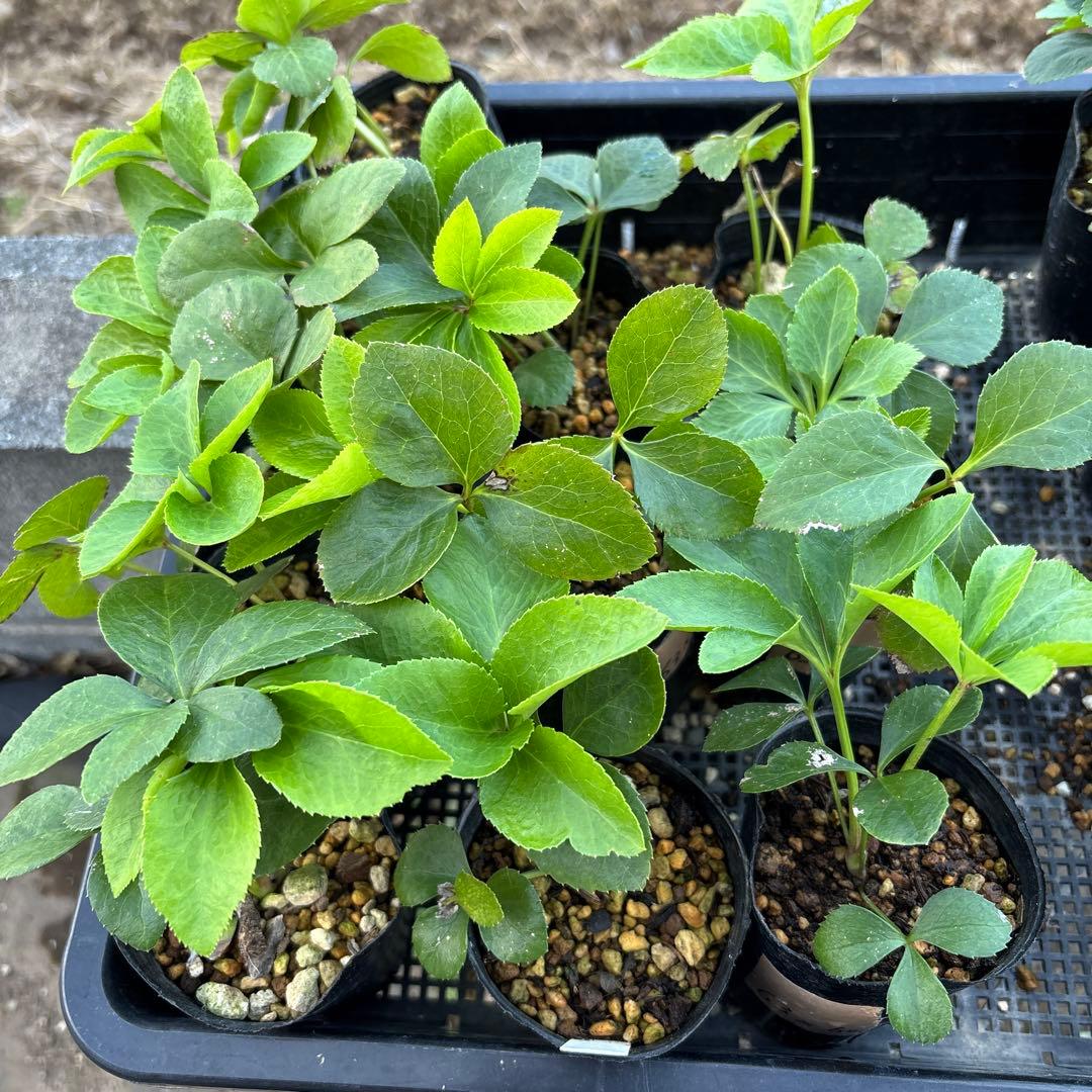 プレミアムプリマヴェーラモーリーメビウス×メビウス★クリスマスローズ苗