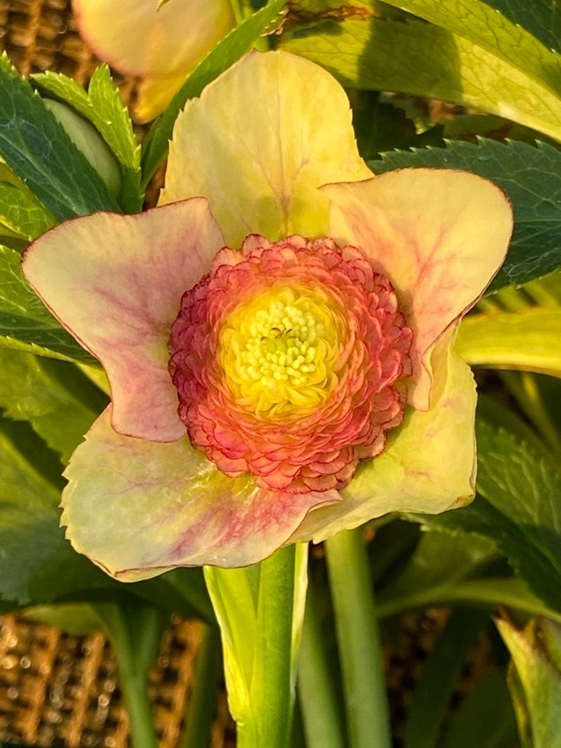 プレミアムプリマヴェーラモーリーメビウス×メビウス★クリスマスローズ苗