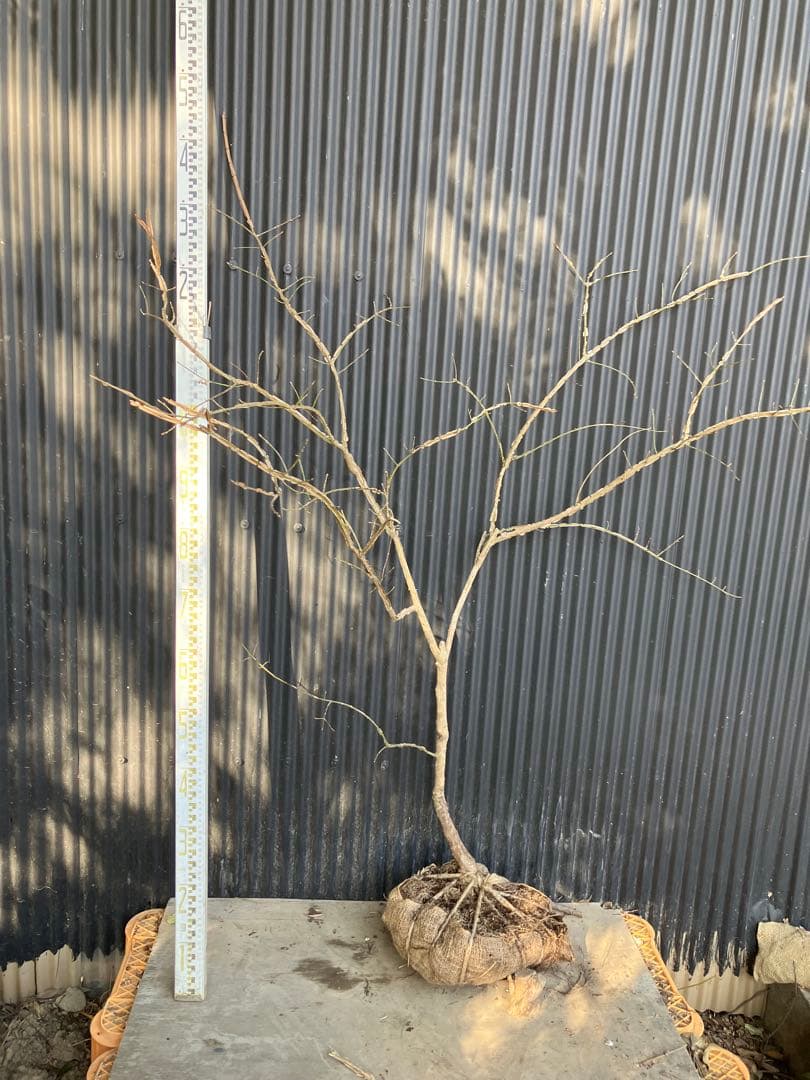 山採り　ニシキギ