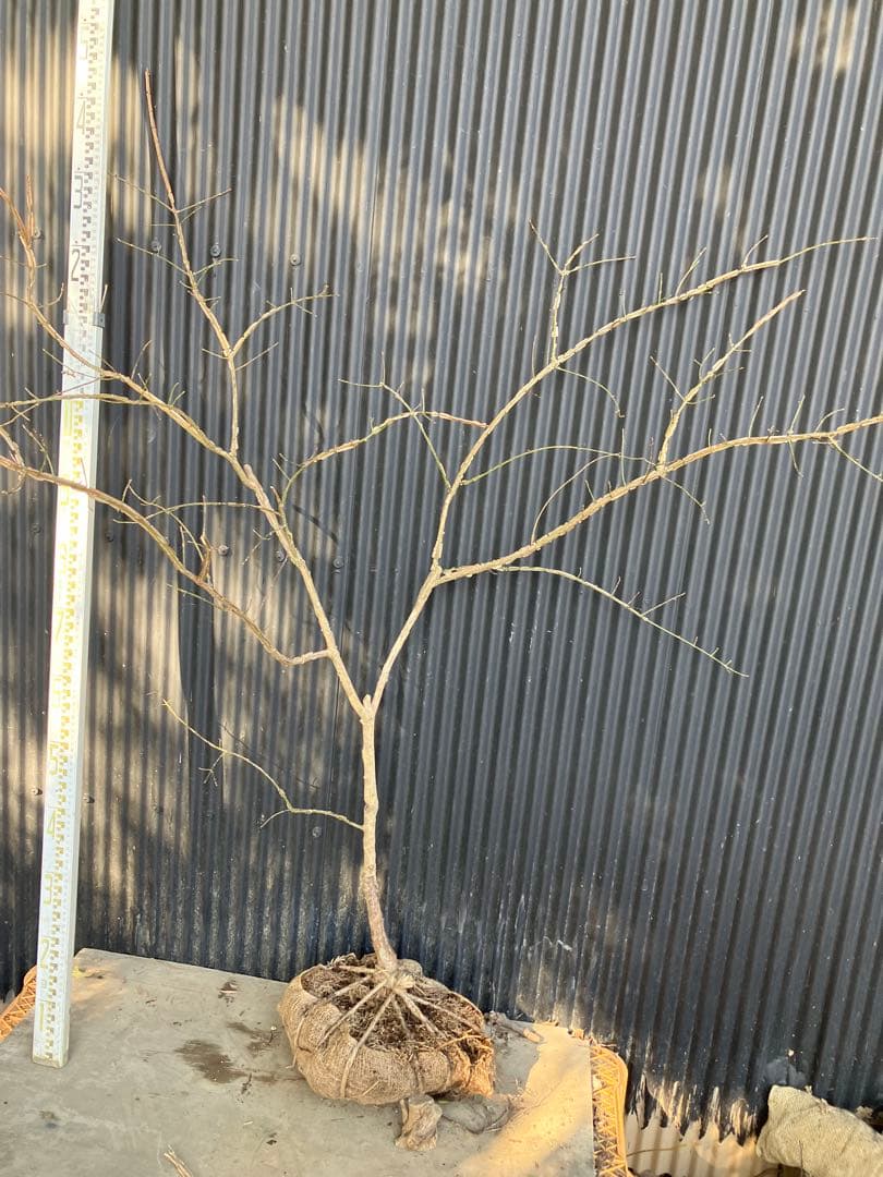 山採り　ニシキギ