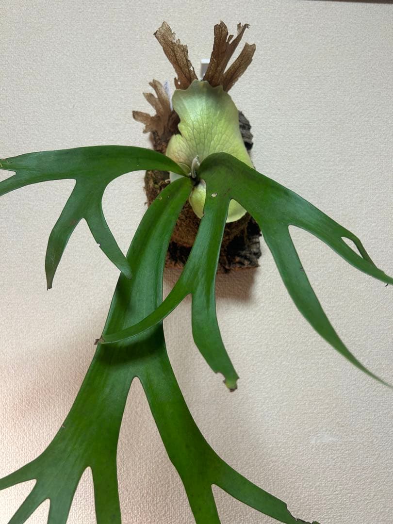 ビカクシダ ウィリンキー East Java｜コルク付け｜現品 ①