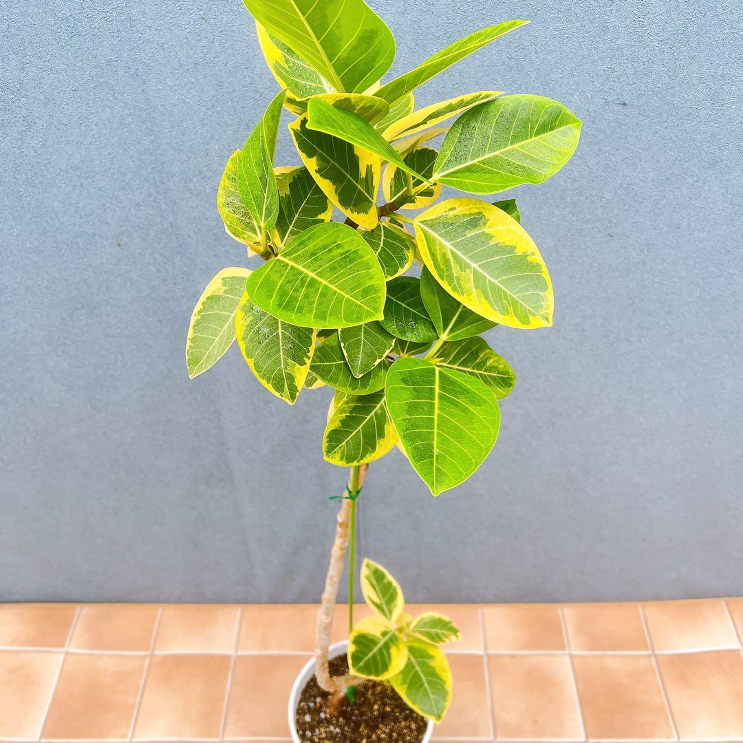 現品　フィカス　ゴムの木　アルテシマ　曲がり　10番　観葉植物　インテリア　人気