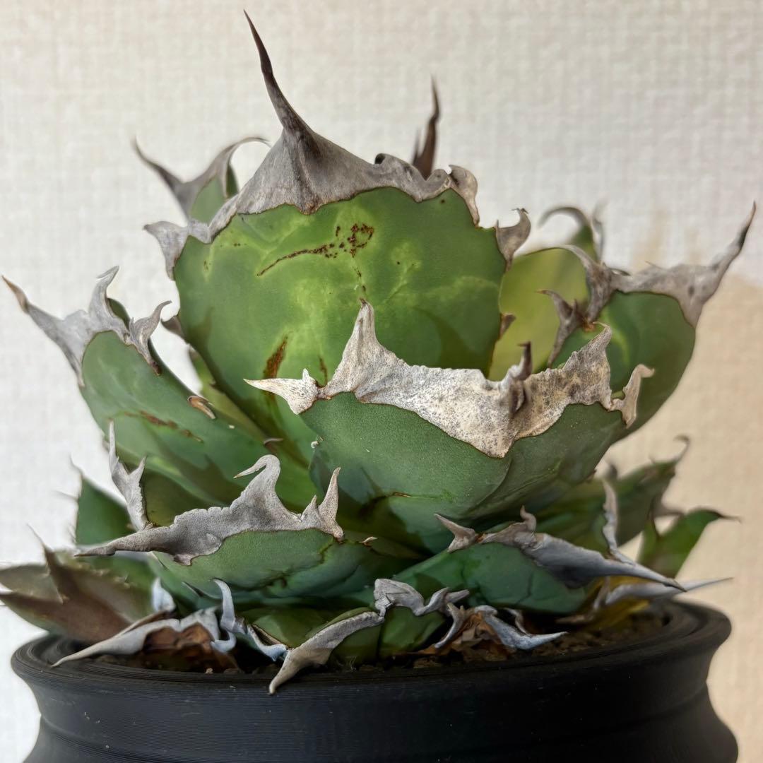 アガベ　チタノタ　kelly clone　白犀牛　トリケラトプス