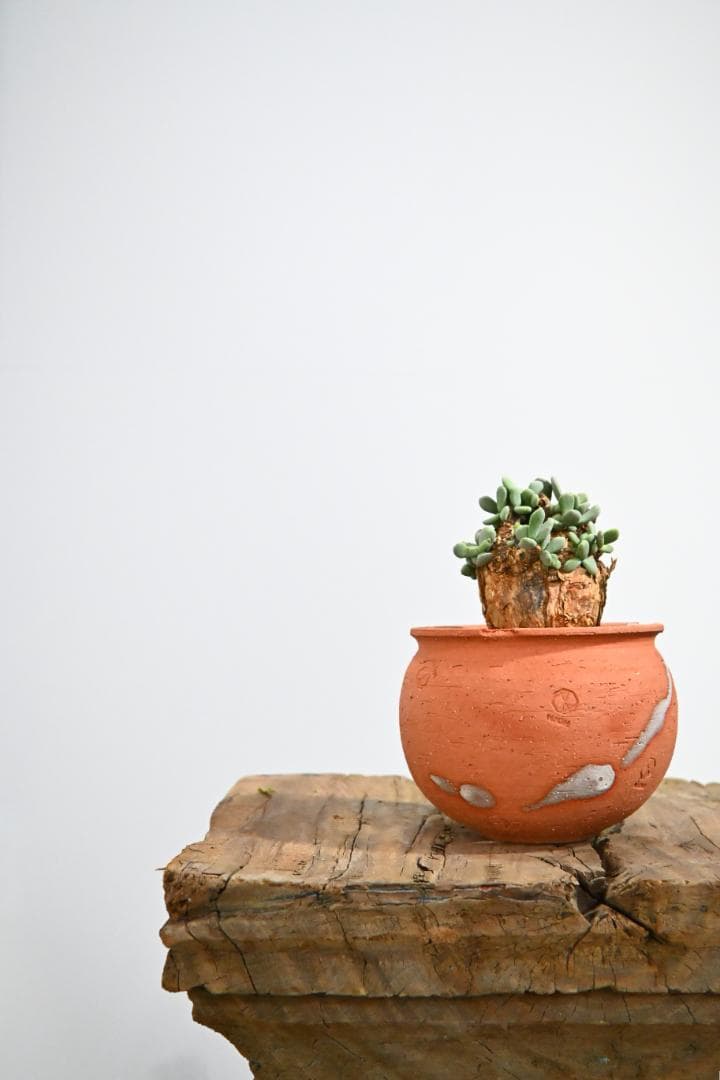 Ceraria pygmaea ケラリア ピグマエア　　発根済み　3