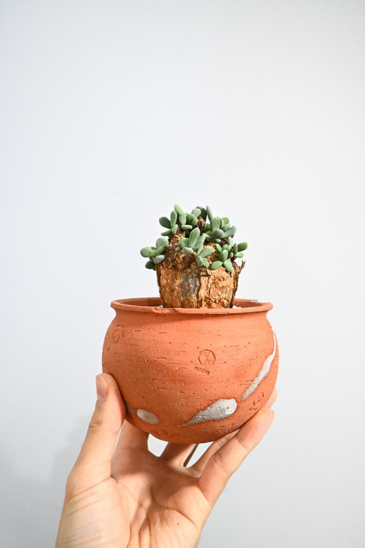 Ceraria pygmaea ケラリア ピグマエア　　発根済み　3