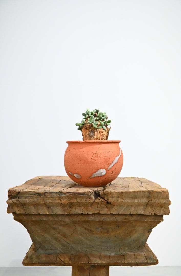 Ceraria pygmaea ケラリア ピグマエア　　発根済み　3